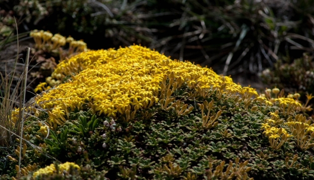  Flora Altoandina (Oreopolus glacialis)