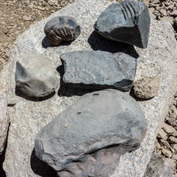  Fósiles de amonites encontrados en Las Oyetas 